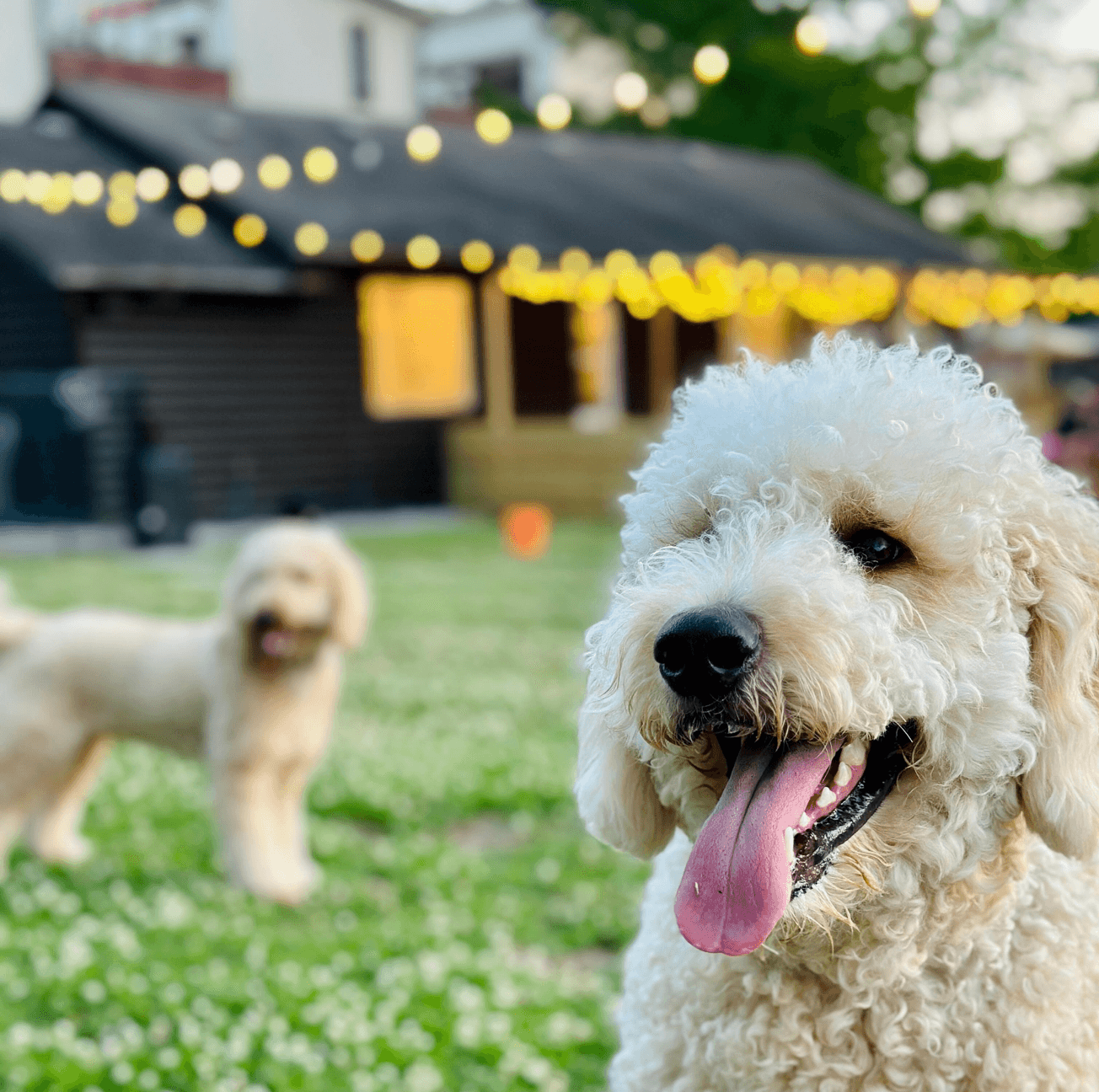 Dogs playing